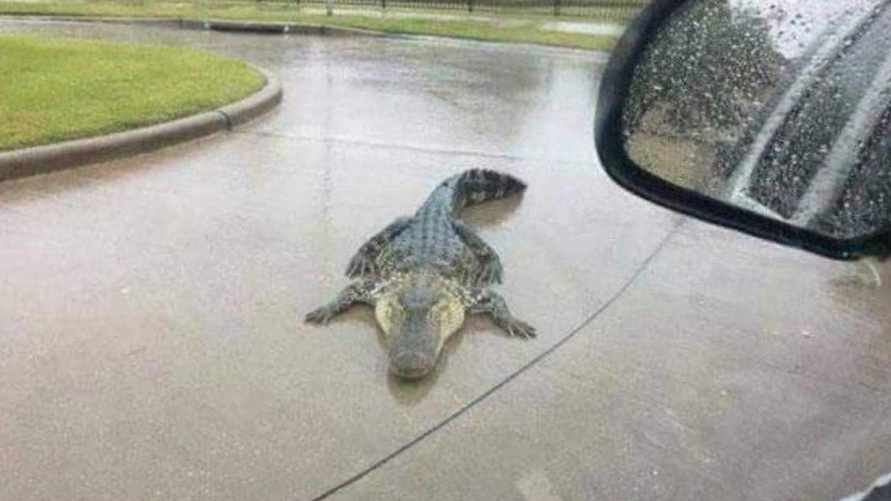 Фото используется в качестве иллюстрации