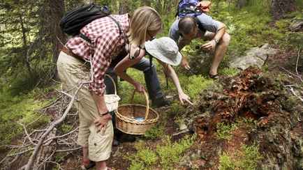Под Минском  нашли «язык рыцаря». Как выглядит этот редчайший гриб?