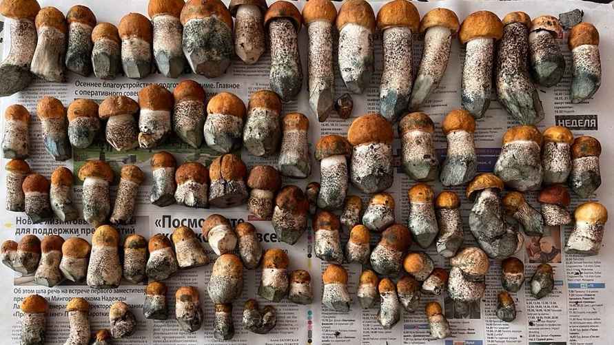 Фото: t.me/gribybelarus