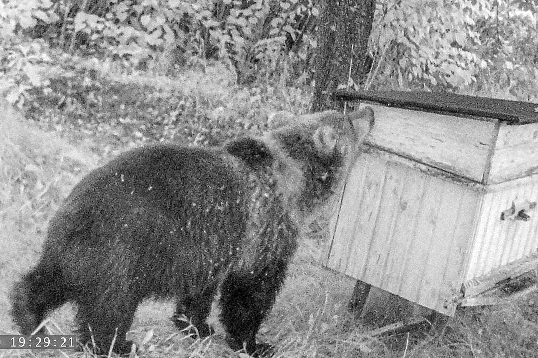 На видео попало, как на Гомельщине медведь пришел на пасеку поесть меда