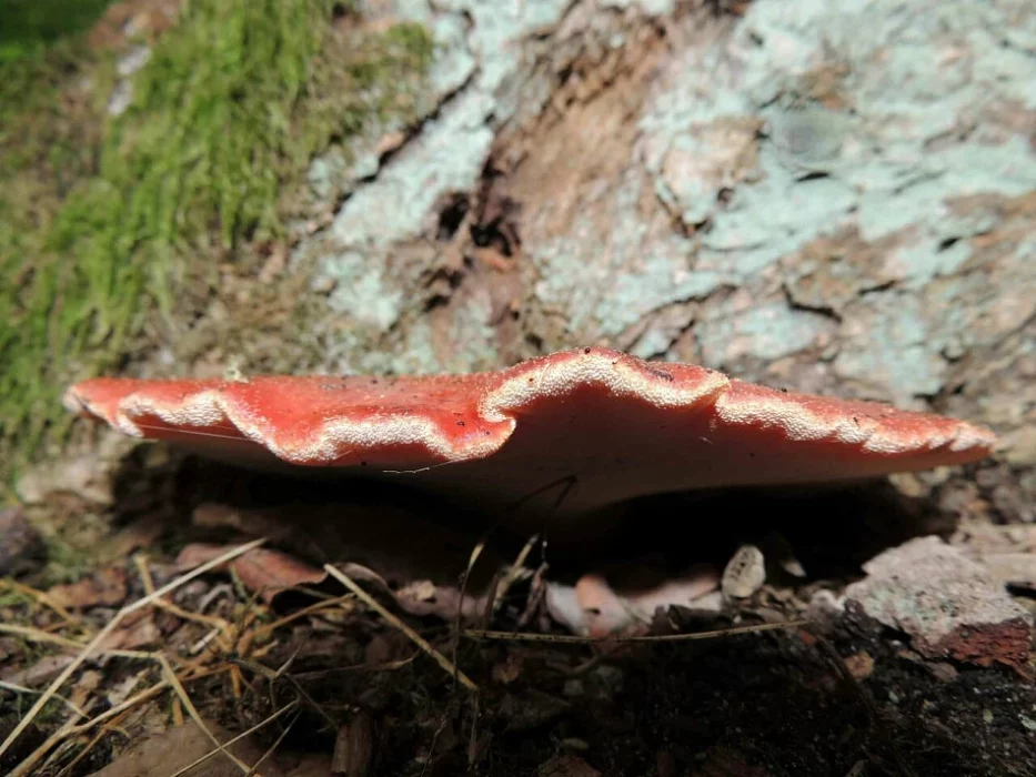 Под Минском нашли «язык рыцаря». Как выглядит этот редчайший гриб?