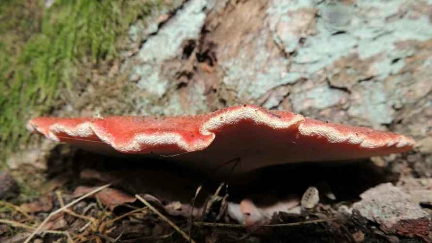 Фото с сайта smartpress.by