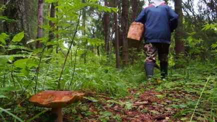 Под Березой женщина отравилась съедобными грибами. Почему такое происходит и как этого избежать?