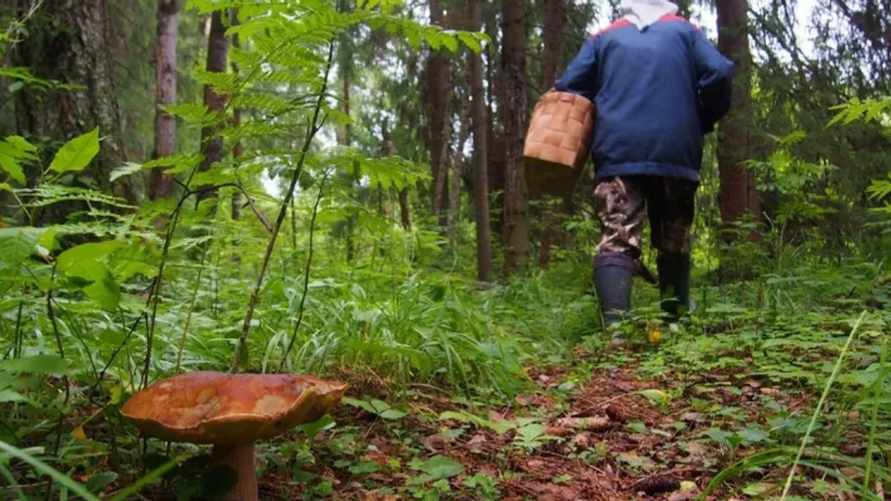 Под Березой женщина отравилась съедобными грибами. Почему такое происходит и как этого избежать?