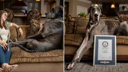 В США умерла самая высокая в мире собака