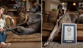 В США умерла самая высокая в мире собака