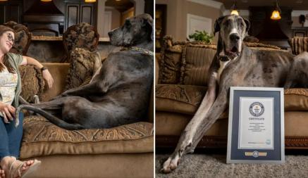 В США умерла самая высокая в мире собака