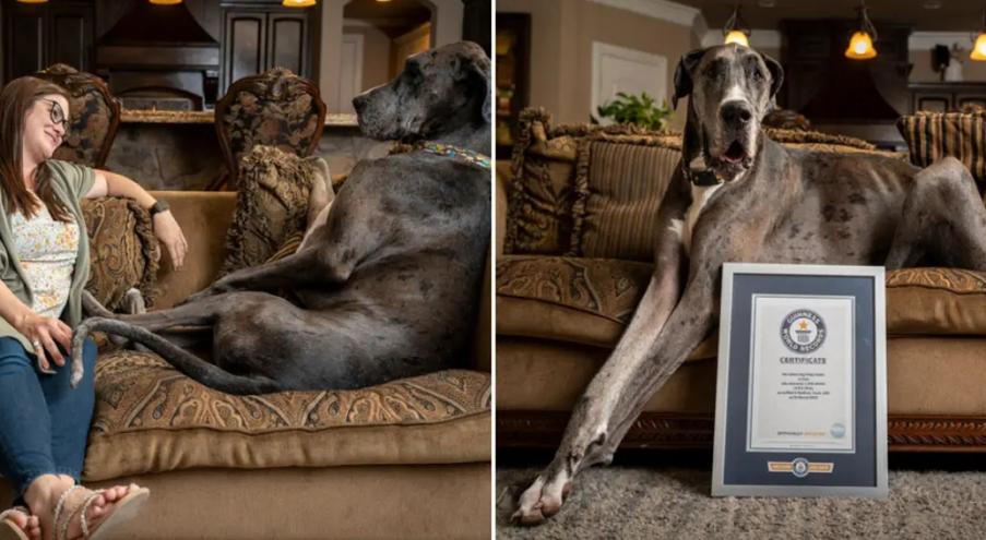 В США умерла самая высокая в мире собака - Telegraf.news