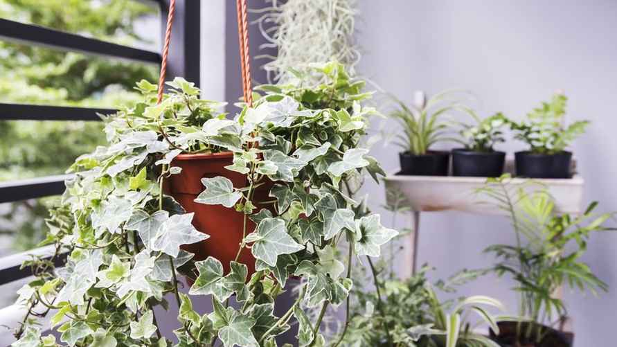 Home and garden concept of english ivy plant in pot on the balcony
