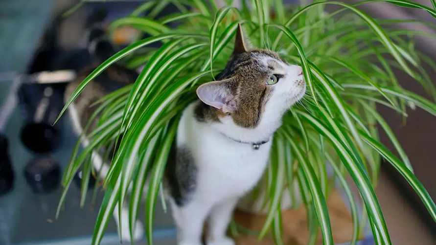 Эти растения могут заменить дорогие увлажнители? Эксперт назвал трех "спасителей" дома