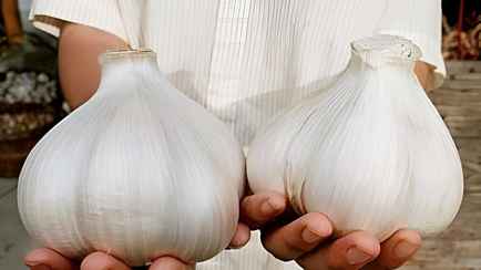 Как белорусам вырастить чеснок с кулак? Узнали, что нужно сделать прямо сейчас
