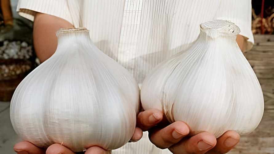 Как белорусам вырастить чеснок с кулак? Узнали, что нужно сделать прямо сейчас