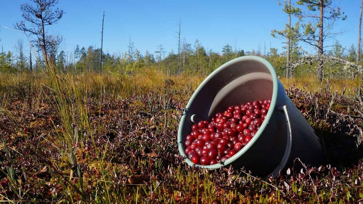 Фото иллюстрационное