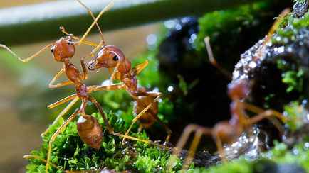 Опасные огненные муравьи прижились в Европе из-за потепления климата. Угрожают и Беларуси?