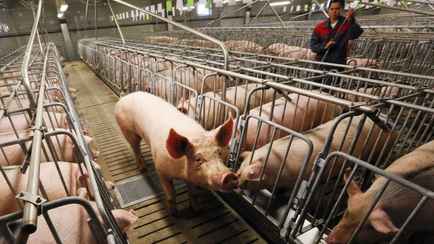 Исчезнет последний килограмм белорусской свинины? От чиновников потребовали «нестандартные меры» в свиноводстве