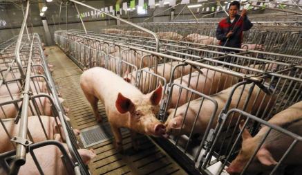 Исчезнет последний килограмм белорусской свинины? От чиновников потребовали «нестандартные меры» в свиноводстве