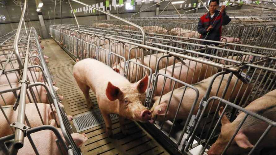 Исчезнет последний килограмм белорусской свинины? От чиновников потребовали "нестандартные меры" в свиноводстве