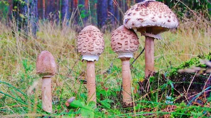 Боровики и лисички станут редкостью? Климатологи рассказали, на какие грибы придется переключиться белорусам