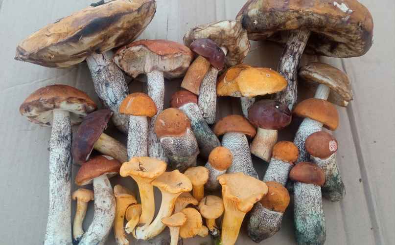 Фото: vk.com/gribnievoiskabelarus