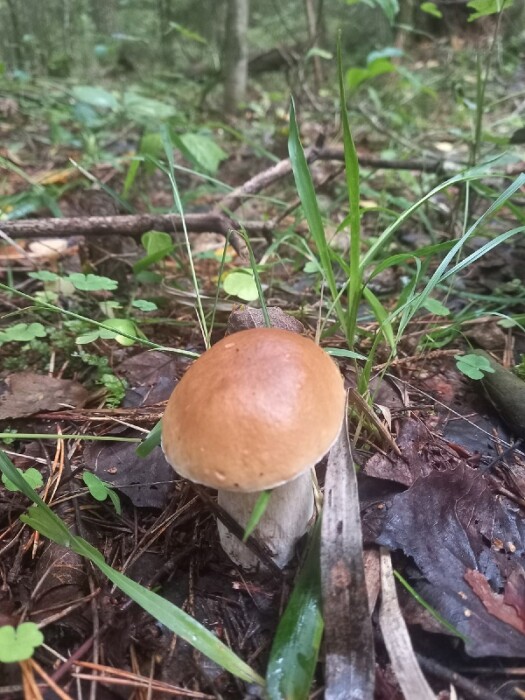 "Боровик с 20-литровое ведро!" — Белорусы похвалились первыми осенними грибами. Где пошли лисички и подосиновики?