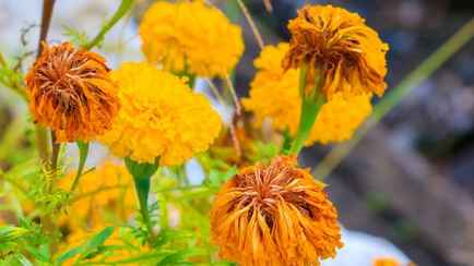 Выбрасываете бархатцы после цветения? Зря. Садоводы рассказали, как применить их с пользой