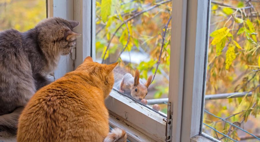 «Бабье лето, хоть и не такое теплое, вновь