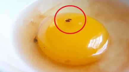 Заметили в яйце такое пятно? Узнали, что это и можно ли его есть