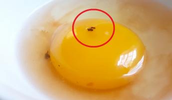 Заметили в яйце такое пятно? Узнали, что это и можно ли его есть