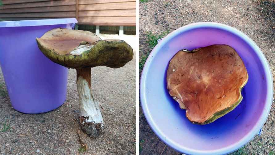 Фото: Antonio Savrickiy