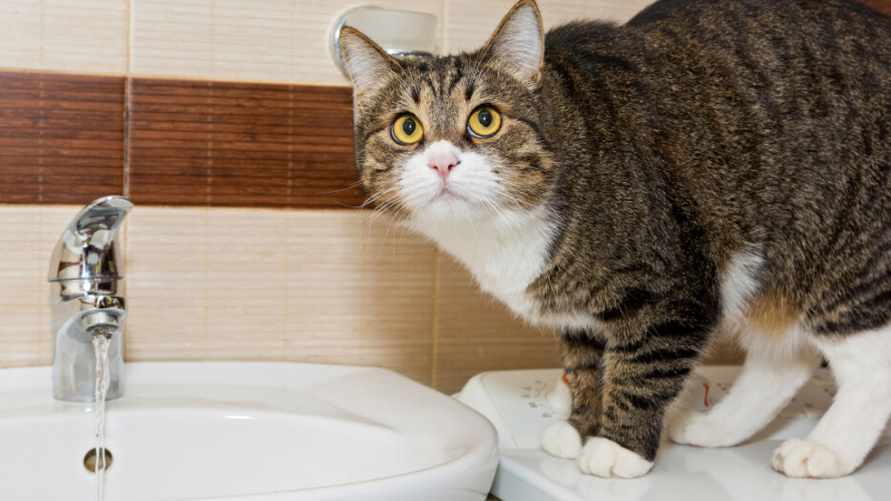 Когда белорусов могут обязать доплатить за воду за три года? В "Минскводоканале" поделились историями