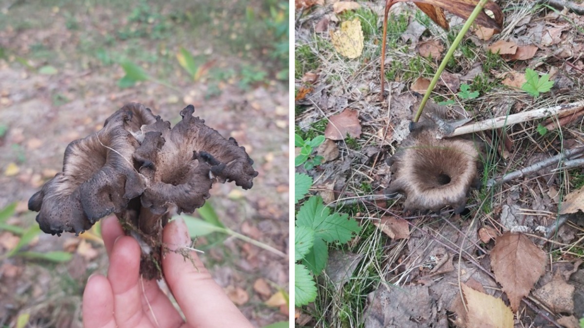 В Беларуси нашли редкие "трубы смерти". Как приготовить эти грибы?