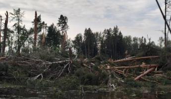 Под Витебском торнадо за секунды поломал 35 га леса