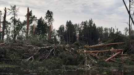 Под Витебском торнадо за секунды поломал 35 га леса