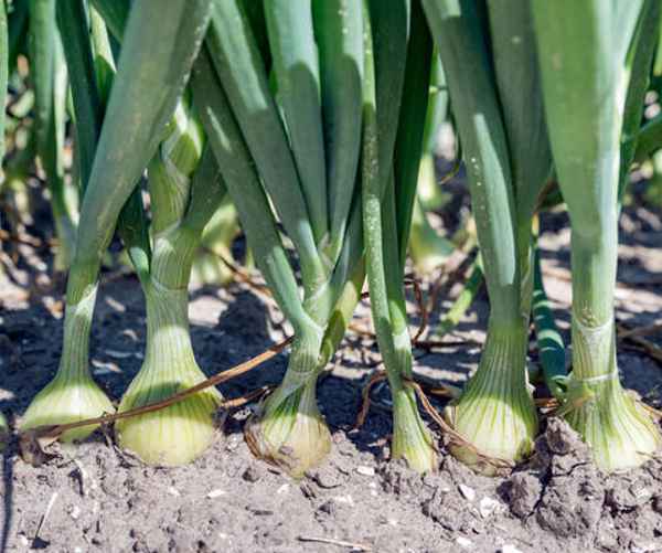 Dutch farmland with field of growing onions