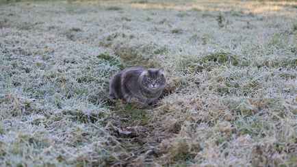 В Беларусь пришли «первые морозцы». Какую погоду принесёт антициклон из России в ближайшие дни?