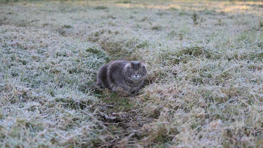 Фото иллюстрационное