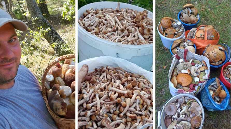 "Ааа, это сумасшествие!" — Белорусы рассказали, какие грибы "поперли" к выходным. А где "тьма" змей?