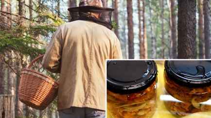 Замаринуйте эти грибы как огурцы. Нашли новый рецепт вкусной закатки на зиму