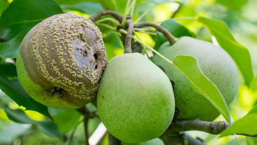 Гниль на груше