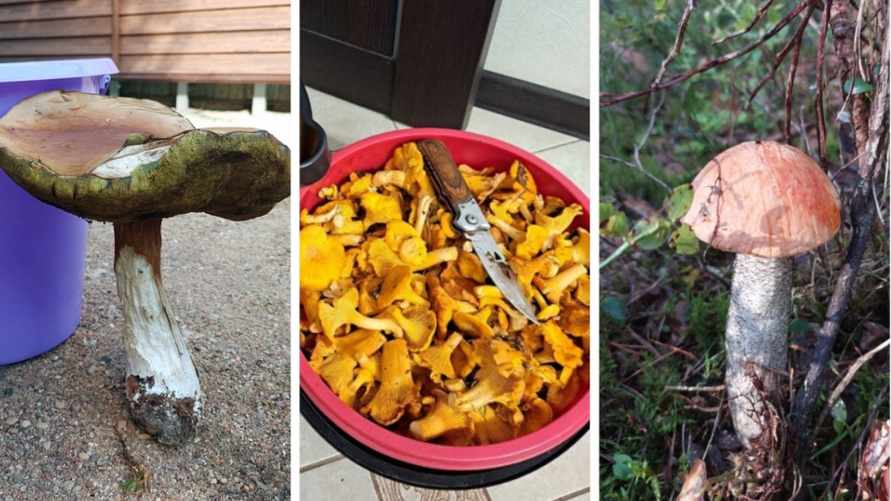 "Боровик с 20-литровое ведро!" — Белорусы похвалились первыми осенними грибами. Где пошли лисички и подосиновики?