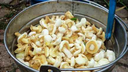 Как быстро почистить ведро маслят? Этот метод взбудоражил TikTok