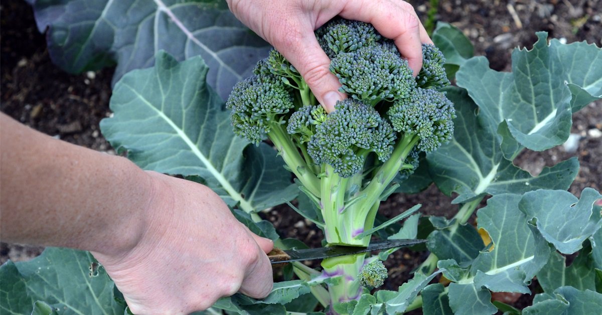 Эти 7 овощей с любого белорусского огорода очистят сосуды. Как помогут победить атеросклероз?