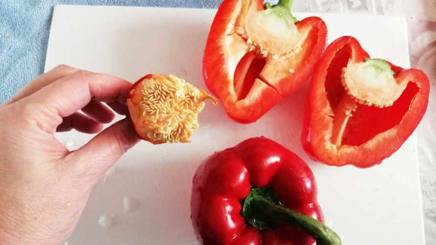 Как правильно собрать семена перцев? Узнали главный секрет