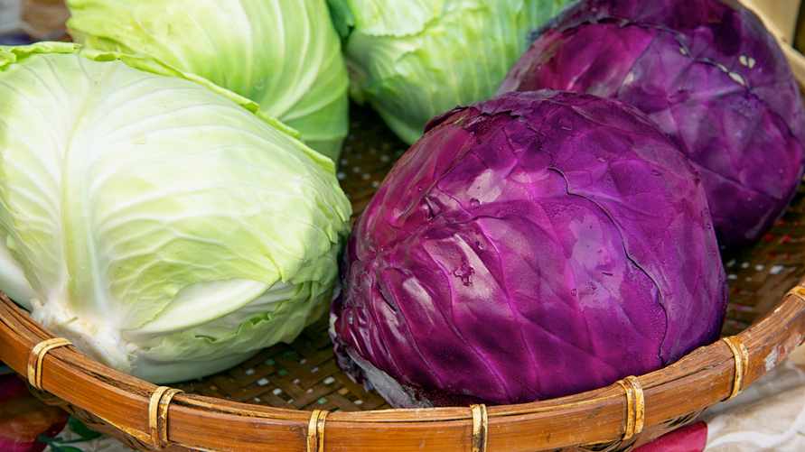 Чем отличается краснокочанная капуста от белой? Вот какую лучше есть всем белорусам