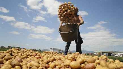 Положите рядом эти фрукты. Как хранить картошку, чтобы она долго не портилась