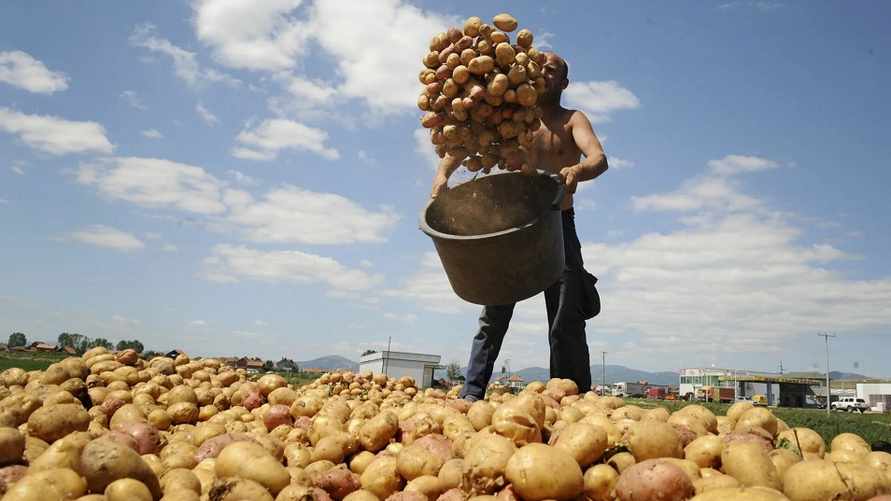 Положите рядом эти фрукты. Как хранить картошку, чтобы она долго не портилась