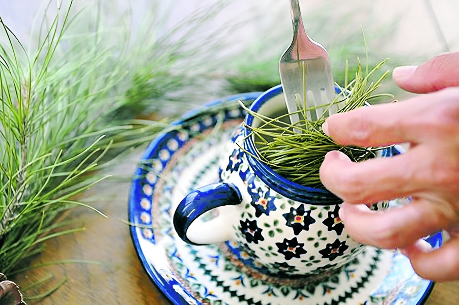 Не пьете чай из сосновых иголок? Узнали, почему полезен особенно осенью. Как заварить?