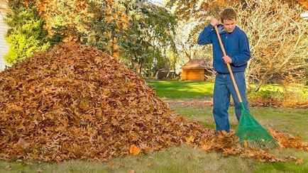 Как быстро избавиться от опавших листьев? Вот как с пользой использовать даже от больных деревьев