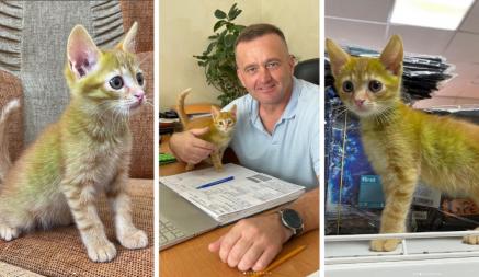 «Никто его не красил!» — Белорусам предложили 50 рублей за имя для «сенсационного» зелёного котёнка из Гродно