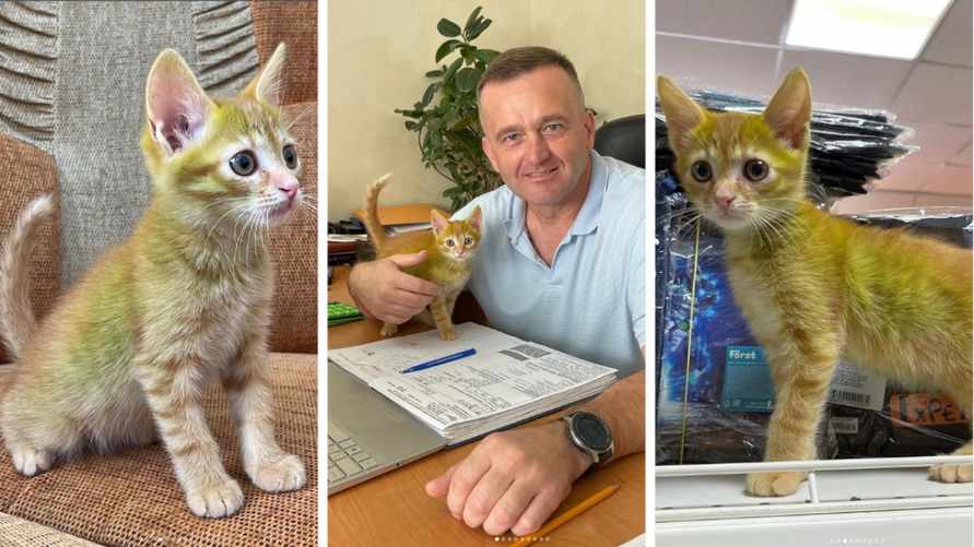«Никто его не красил!» - Белорусам предложили 50 рублей за имя для «сенсационного» зелёного котёнка из Гродно